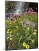 Alpine Avens (Acomastylis Rossii Turbinata)/Rosy Paintbrush (Castilleja Rhexifolia), Colorado, USA-James Hager-Mounted Photographic Print