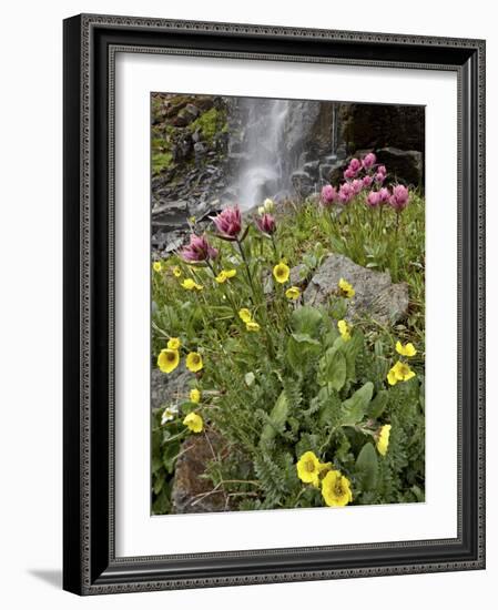 Alpine Avens (Acomastylis Rossii Turbinata)/Rosy Paintbrush (Castilleja Rhexifolia), Colorado, USA-James Hager-Framed Photographic Print