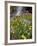 Alpine Avens (Acomastylis Rossii Turbinata)/Rosy Paintbrush (Castilleja Rhexifolia), Colorado, USA-James Hager-Framed Photographic Print