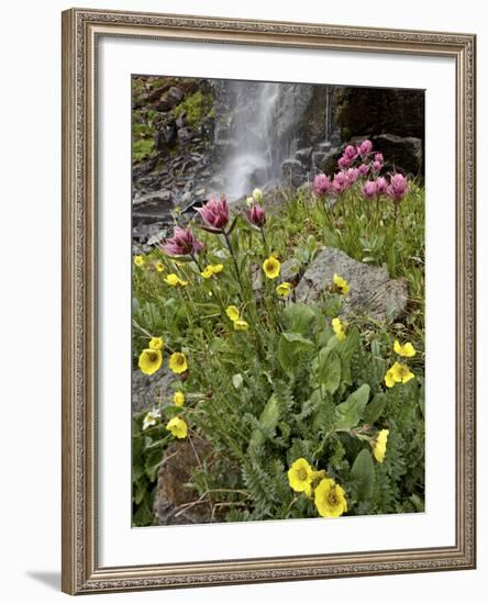 Alpine Avens (Acomastylis Rossii Turbinata)/Rosy Paintbrush (Castilleja Rhexifolia), Colorado, USA-James Hager-Framed Photographic Print