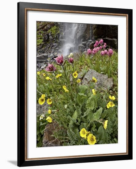 Alpine Avens (Acomastylis Rossii Turbinata)/Rosy Paintbrush (Castilleja Rhexifolia), Colorado, USA-James Hager-Framed Photographic Print