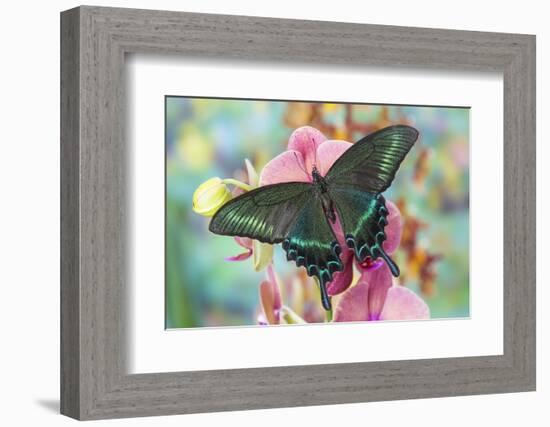 Alpine Black Swallowtail Butterfly, Papilio Maackii-Darrell Gulin-Framed Photographic Print