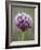 Alpine Clover (Trifolium Dasyphyllum), Mount Evans, Colorado-null-Framed Photographic Print