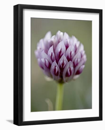 Alpine Clover (Trifolium Dasyphyllum), Mount Evans, Colorado-null-Framed Photographic Print