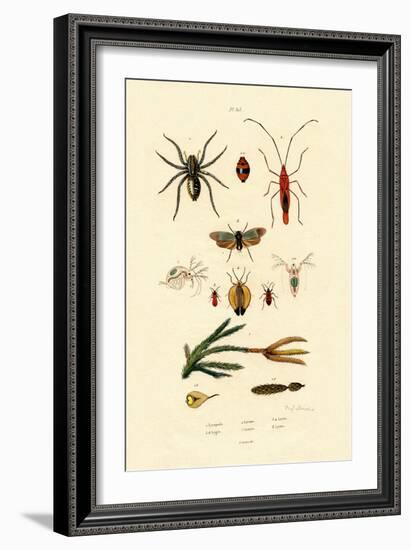 Alpine Clubmoss, 1833-39-null-Framed Giclee Print