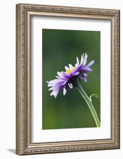 Alpine Daisy-Ken Archer-Framed Photographic Print