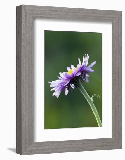 Alpine Daisy-Ken Archer-Framed Photographic Print