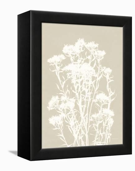 Alpine Flower II Neutral-Kathy Ferguson-Framed Stretched Canvas