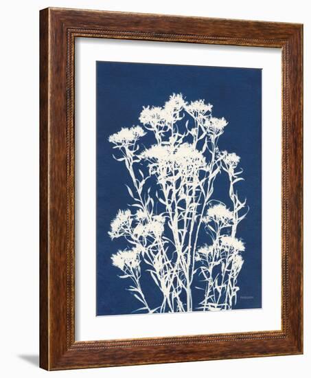 Alpine Flower II-Kathy Ferguson-Framed Art Print