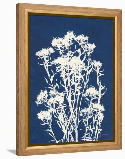 Alpine Flower II-Kathy Ferguson-Framed Stretched Canvas