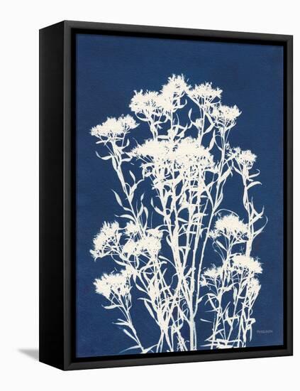 Alpine Flower II-Kathy Ferguson-Framed Stretched Canvas