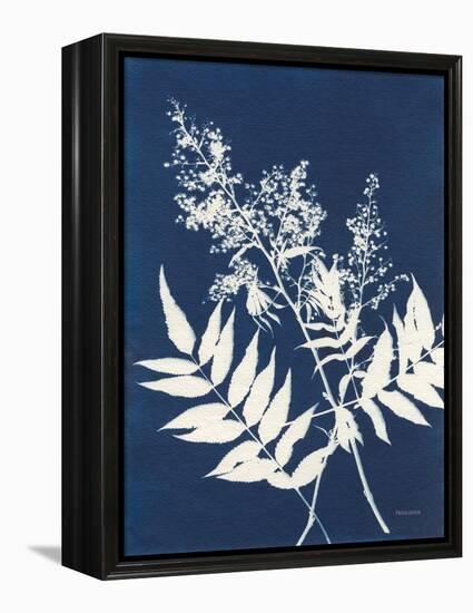 Alpine Flower III-Kathy Ferguson-Framed Stretched Canvas