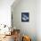 Alpine Flower III-Kathy Ferguson-Framed Stretched Canvas displayed on a wall