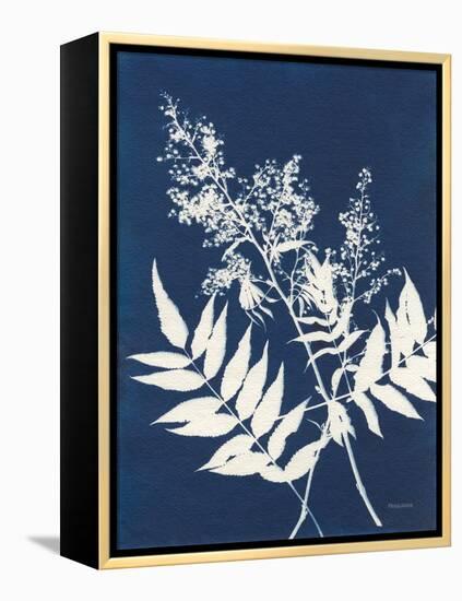 Alpine Flower III-Kathy Ferguson-Framed Stretched Canvas