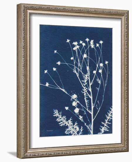 Alpine Flower IV-Kathy Ferguson-Framed Art Print