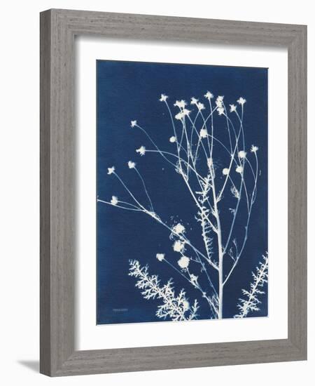 Alpine Flower IV-Kathy Ferguson-Framed Art Print