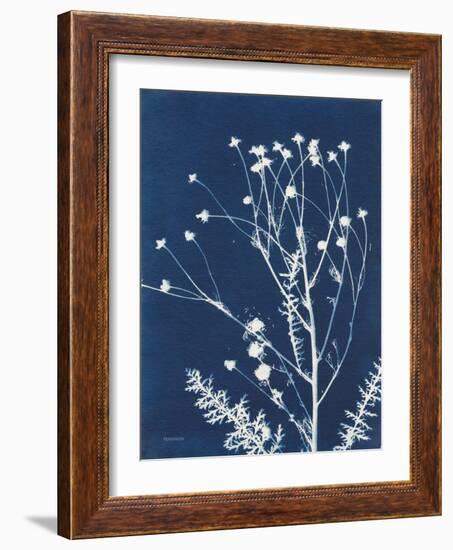 Alpine Flower IV-Kathy Ferguson-Framed Art Print