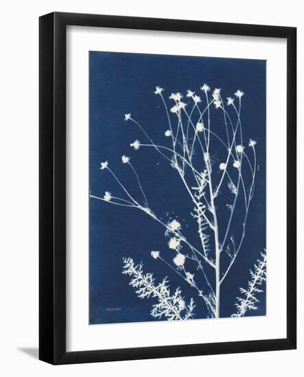 Alpine Flower IV-Kathy Ferguson-Framed Art Print