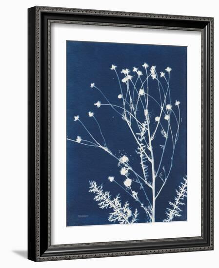 Alpine Flower IV-Kathy Ferguson-Framed Art Print