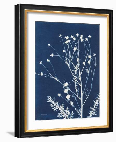 Alpine Flower IV-Kathy Ferguson-Framed Art Print