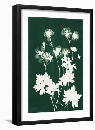 Alpine Flower V Green-Kathy Ferguson-Framed Art Print