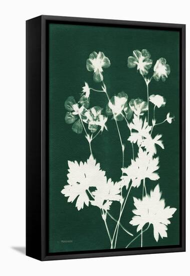 Alpine Flower V Green-Kathy Ferguson-Framed Stretched Canvas