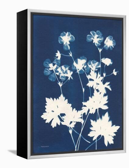 Alpine Flower V-Kathy Ferguson-Framed Stretched Canvas