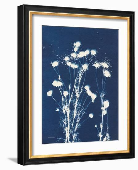 Alpine Flower VI-Kathy Ferguson-Framed Art Print