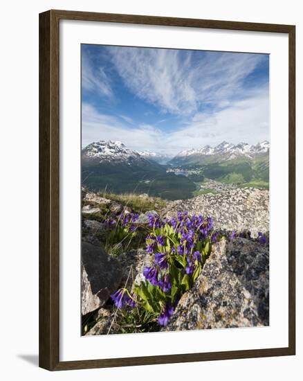 Alpine Flowers and Views of Celerina and St. Moritz from Atop Muottas Muragl, Switzerland-Michael DeFreitas-Framed Photographic Print