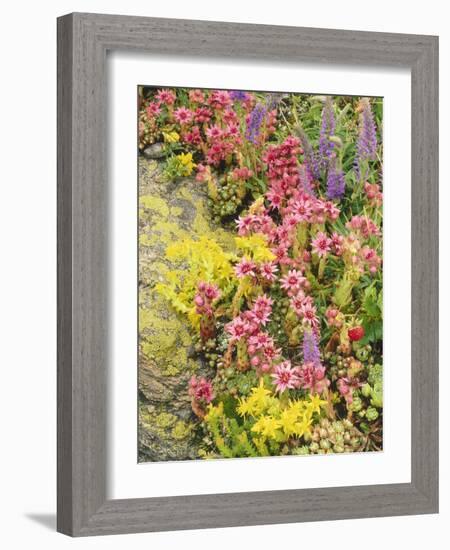 Alpine Flowers, Houseleek, Sempervivum Montanum-Thonig-Framed Photographic Print