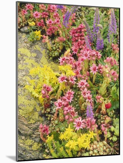 Alpine Flowers, Houseleek, Sempervivum Montanum-Thonig-Mounted Photographic Print