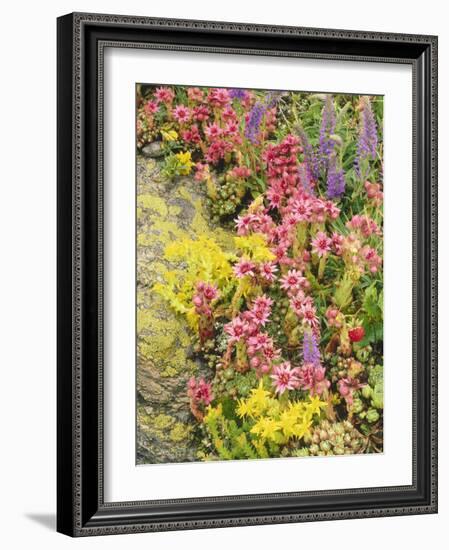 Alpine Flowers, Houseleek, Sempervivum Montanum-Thonig-Framed Photographic Print