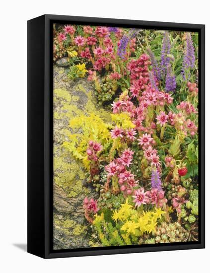 Alpine Flowers, Houseleek, Sempervivum Montanum-Thonig-Framed Premier Image Canvas