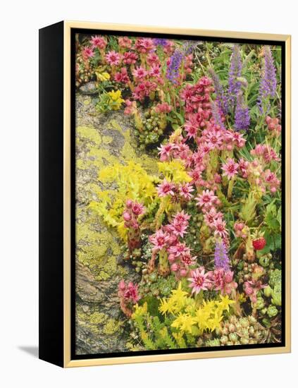 Alpine Flowers, Houseleek, Sempervivum Montanum-Thonig-Framed Premier Image Canvas