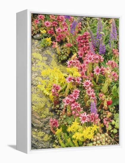 Alpine Flowers, Houseleek, Sempervivum Montanum-Thonig-Framed Premier Image Canvas