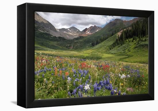 Alpine Flowers In Rustler's Gulch, USA-Bob Gibbons-Framed Premier Image Canvas