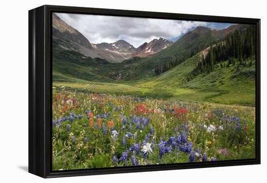 Alpine Flowers In Rustler's Gulch, USA-Bob Gibbons-Framed Premier Image Canvas