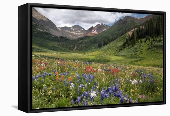 Alpine Flowers In Rustler's Gulch, USA-Bob Gibbons-Framed Premier Image Canvas