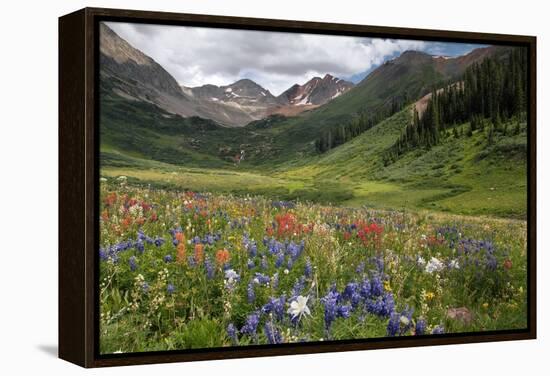 Alpine Flowers In Rustler's Gulch, USA-Bob Gibbons-Framed Premier Image Canvas