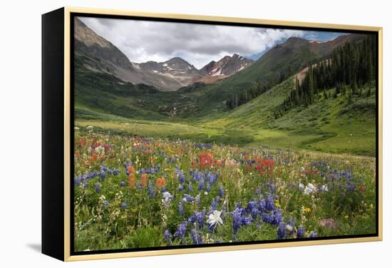 Alpine Flowers In Rustler's Gulch, USA-Bob Gibbons-Framed Premier Image Canvas