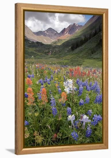 Alpine Flowers In Rustler's Gulch, USA-Bob Gibbons-Framed Premier Image Canvas