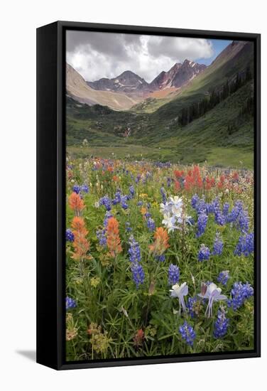 Alpine Flowers In Rustler's Gulch, USA-Bob Gibbons-Framed Premier Image Canvas