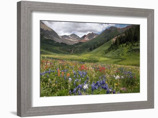 Alpine Flowers In Rustler's Gulch, USA-Bob Gibbons-Framed Photographic Print