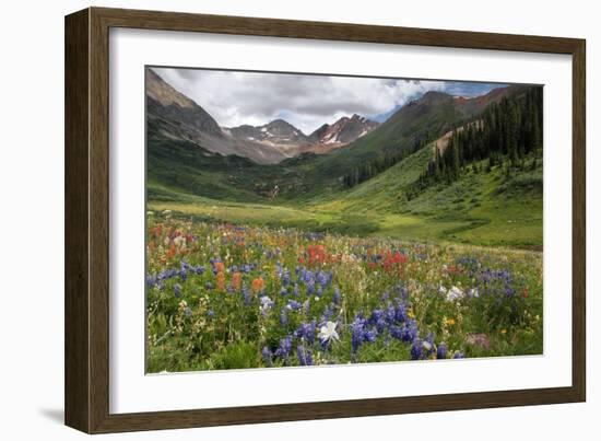 Alpine Flowers In Rustler's Gulch, USA-Bob Gibbons-Framed Photographic Print