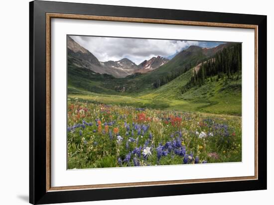 Alpine Flowers In Rustler's Gulch, USA-Bob Gibbons-Framed Photographic Print