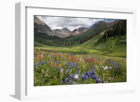 Alpine Flowers In Rustler's Gulch, USA-Bob Gibbons-Framed Photographic Print