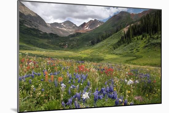 Alpine Flowers In Rustler's Gulch, USA-Bob Gibbons-Mounted Photographic Print