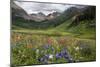 Alpine Flowers In Rustler's Gulch, USA-Bob Gibbons-Mounted Photographic Print