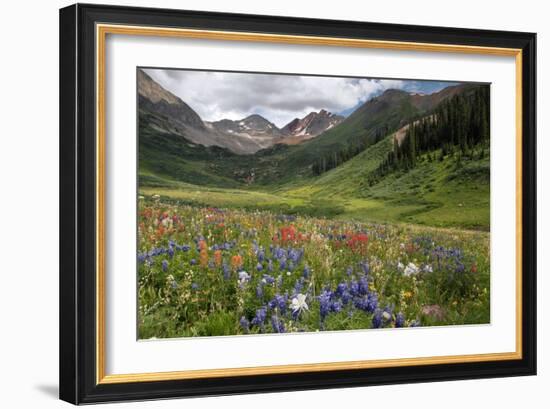 Alpine Flowers In Rustler's Gulch, USA-Bob Gibbons-Framed Photographic Print