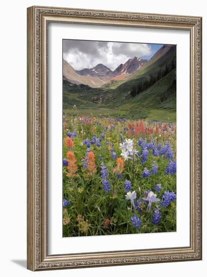 Alpine Flowers In Rustler's Gulch, USA-Bob Gibbons-Framed Photographic Print